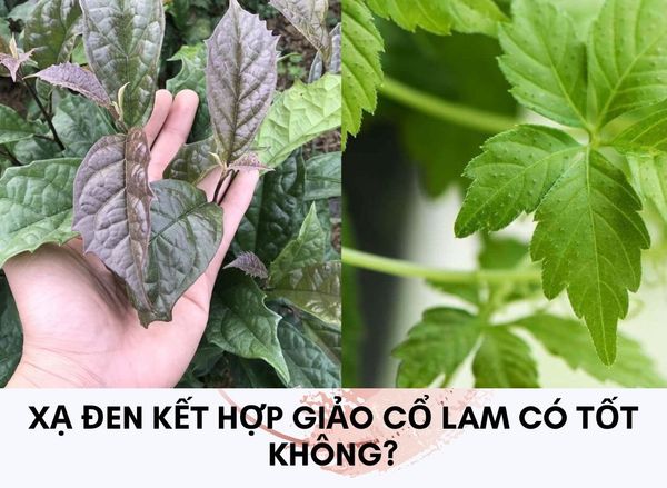 [Tiết lộ] Xạ đen kết hợp giảo cổ lam có tốt không? Cách sử dụng hiệu quả