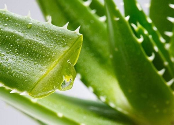 [Bật mí] 5 Cách đắp nha đam tươi lên mặt giúp chăm sóc da hoàn hảo