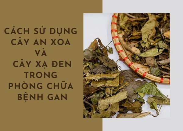 Cách sử dụng cây an xoa và cây xạ đen trong phòng chữa bệnh về gan