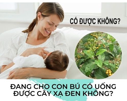 Phụ nữ cho con bú uống xạ đen có lợi cho sức khỏe