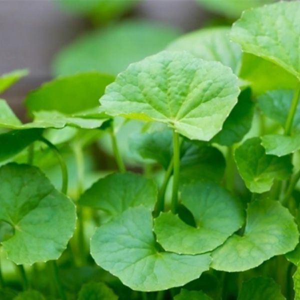 [Tiết lộ] Đắp mặt nạ rau má có bị ăn nắng không?