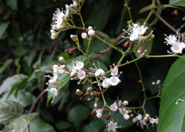 Hoa cây xạ đen có uống được không? Cách sử dụng hoa xạ đen tốt cho sức khỏe