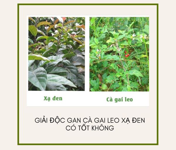 Giải độc gan cà gai leo xạ đen có tốt không? Một số sản phẩm cà gai leo xạ đen tốt trên thị trường