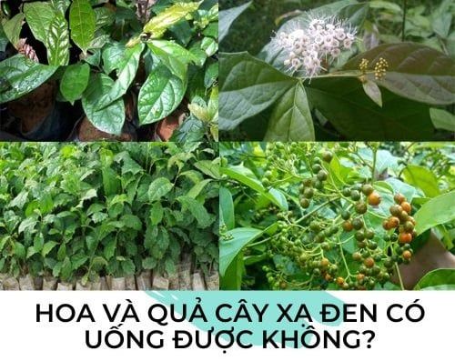 [Tiết lộ] Hoa và quả cây xạ đen có uống được không?
