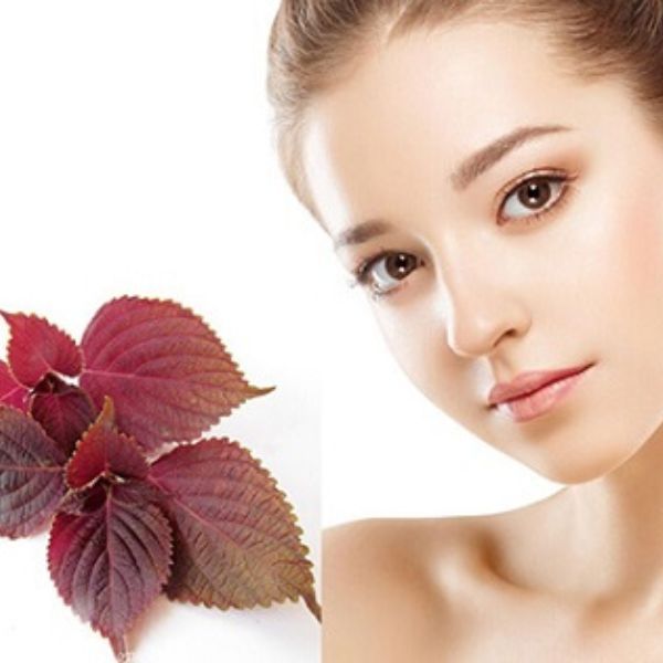 Mặt nạ tía tô có bắt nắng không? Cách đắp mặt nạ tía tô hiệu quả nhất