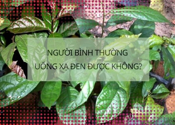 [Giải đáp thắc mắc] Người bình thường có uống được xạ đen không?