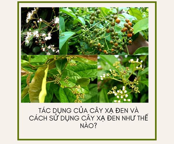 Tác dụng của cây xạ đen và cách sử dụng cây xạ đen như thế nào?