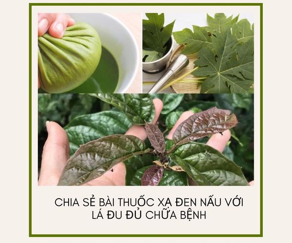 Chia sẻ bài thuốc xạ đen nấu với lá đu đủ chữa bệnh