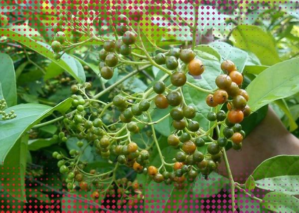 [Hỏi đáp thắc mắc] Quả xạ đen ngâm rượu có tác dụng gì?