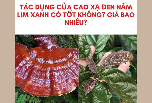 Tác dụng của cao xạ đen nấm lim xanh có tốt không? Giá bao nhiêu?