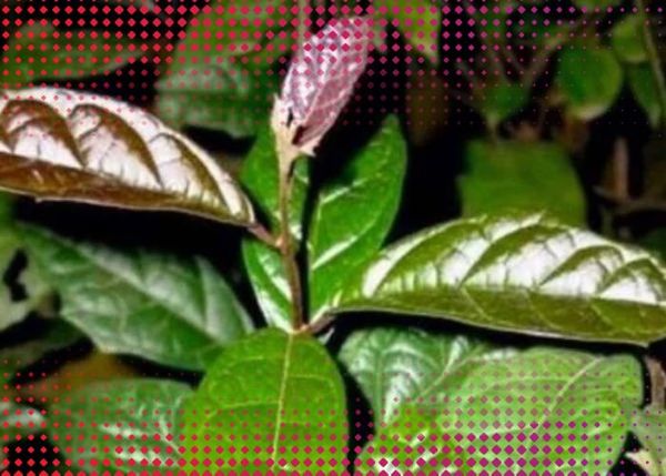 [Chuyên gia giải đáp] Uống nước xạ đen hàng ngày có tốt không?