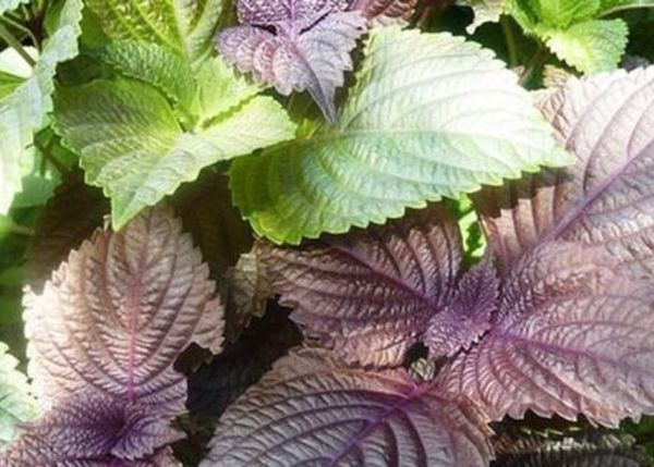 Tắm lá tía tô có trắng không?