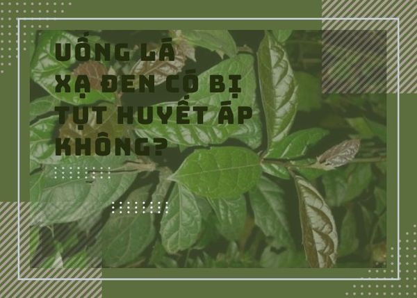 [Chuyên gia giải đáp] Uống lá xạ đen có bị tụt huyết áp không?