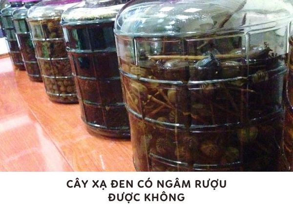 Cây xạ đen ngâm rượu được không?