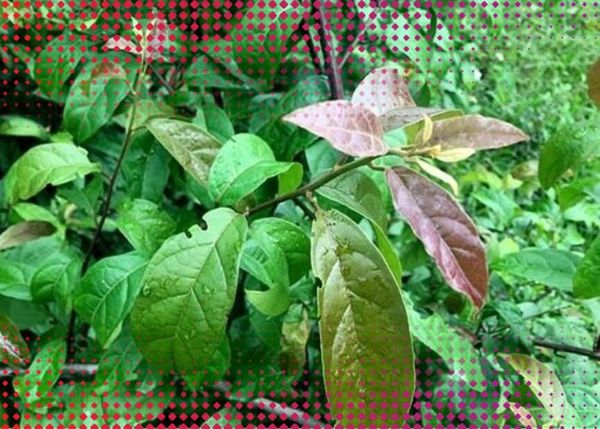 Cây xạ đen trị bệnh ung thư có tốt như lời đồn? Cần lưu ý điều gì khi sử dụng cây xạ đen?