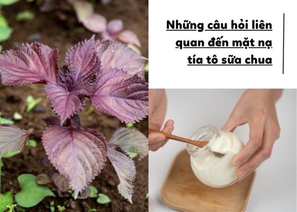 Mặt nạ tía tô, sữa chua mật ong