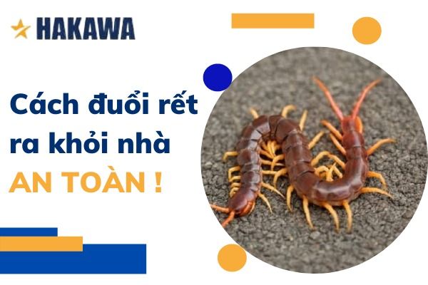 Rết sợ gì ? các cách đuổi rết ra khỏi nhà hiệu quả AN TOÀN