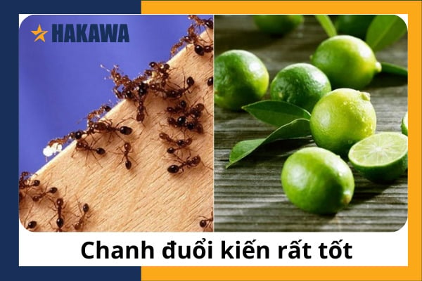 Chanh đuổi kiến rất tốt