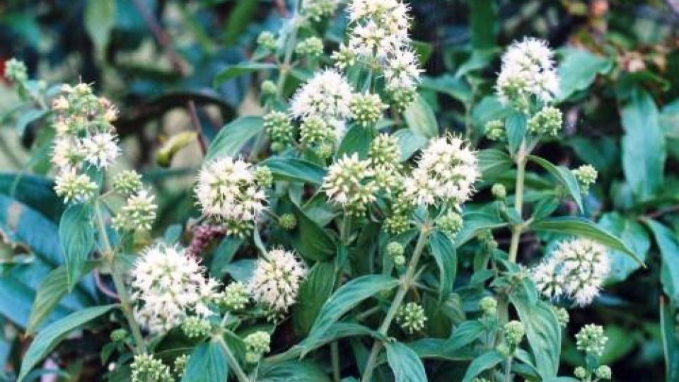 Dạ cẩm: vị thuốc dạ dày đã có từ lâu đời