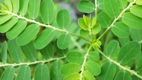 Cây Diệp hạ châu trong điều trị tiểu đường