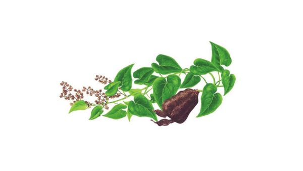 Hà Thủ Ô thu hoạch thời gian nào trong năm là chuẩn nhất?