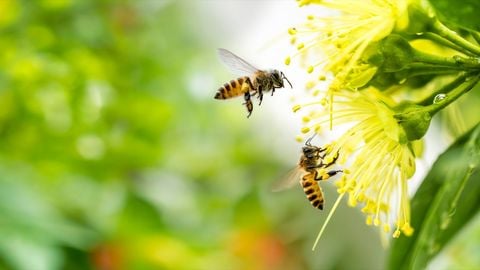Mật ong tự nhiên nguyên chất - Những điều có thể bạn chưa biết và các thông tin thú vị
