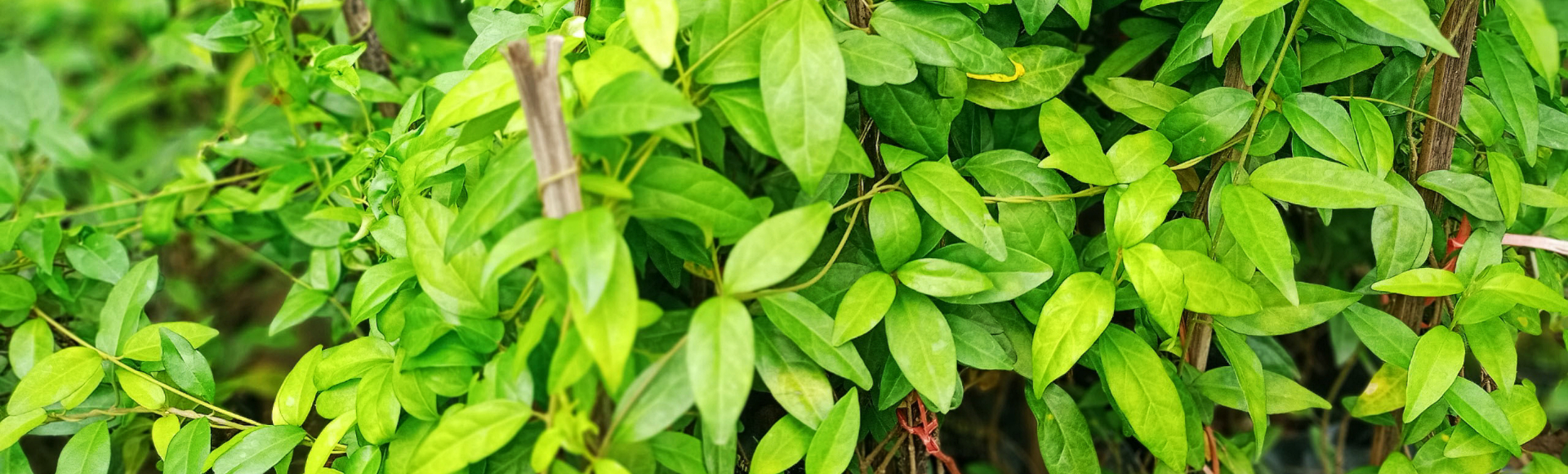 Hỗ Trợ Đường Tiểu