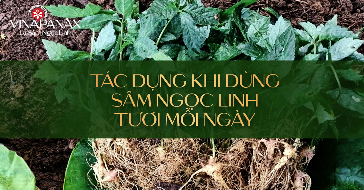 Tìm Hiểu Về Sâm Ngọc Linh, Những Thông Tin Về Sản Phẩm Sâm Ngọc Linh Vinapanax