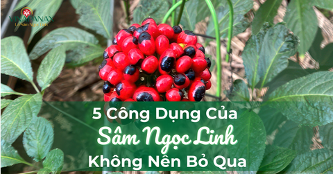 5 công dụng của Sâm Ngọc Linh không nên bỏ qua