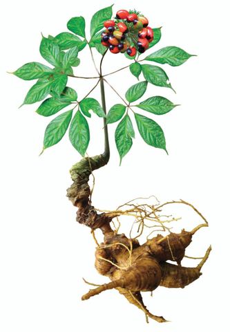 MỘT SỐ TÍNH CHẤT, CHẤT LƯỢNG, DANH TIẾNG CỦA SẢN PHẨM SÂM CỦ MANG CHỈ DẪN ĐỊA LÝ “NGỌC LINH”