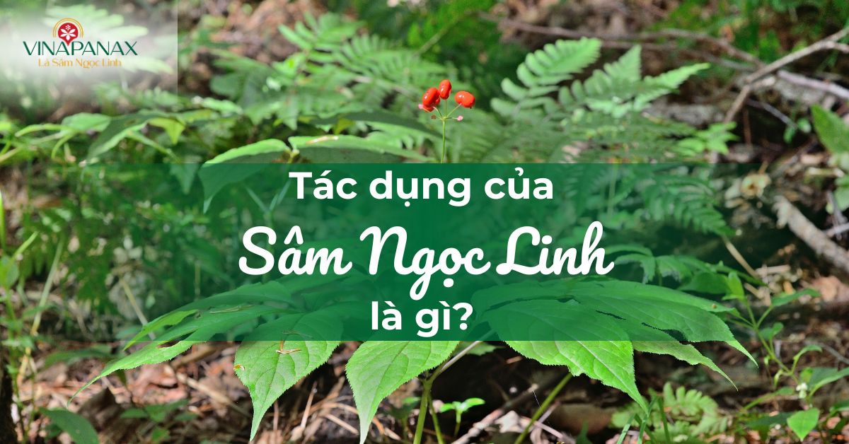 Tác dụng của Sâm Ngọc Linh là gì? Uống Sâm Ngọc Linh có mất ngủ không?