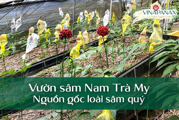 lễ hội sâm ngọc linh