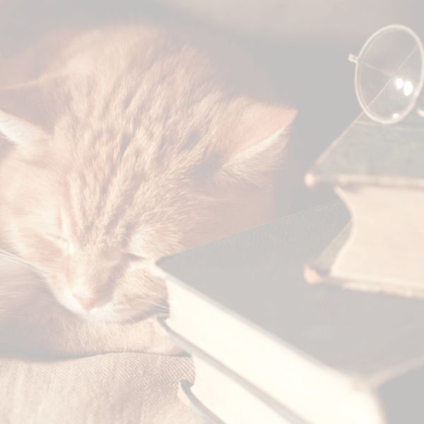 Chuyện con mèo lập kèo cứu sách - Yêu, cũng phải đúng cách