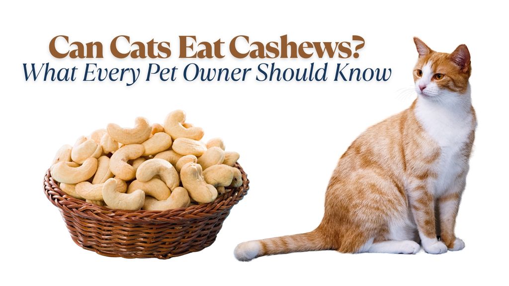 Can Cats Eat Cashews? What Every Pet Owner Should Know