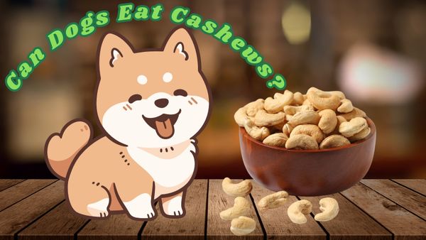 Can Dogs Eat Cashews? All good and bad sides and how to feed them safely