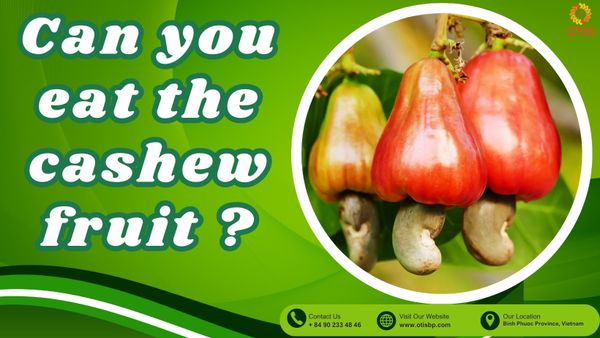 Can you eat the fruit of a cashew tree? All about nutritional values, benefits, and procession
