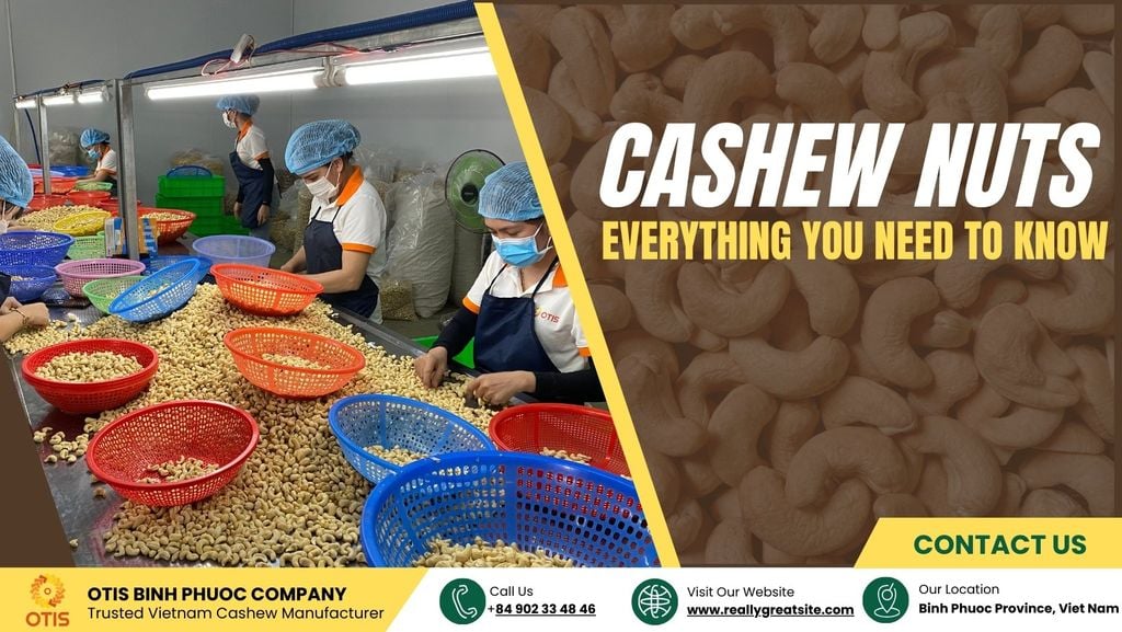 CASHEW NUT : Comprehensive Information