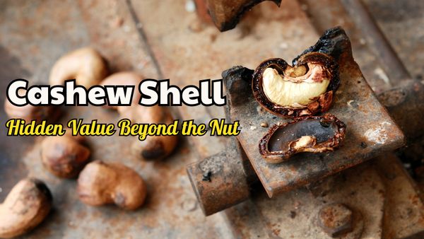 Cashew Shell: Hidden Value Beyond the Nut