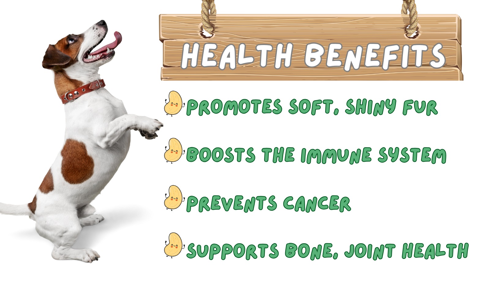 Can Dogs Eat Cashews? All good and bad sides OTIS BÌNH PHƯỚC