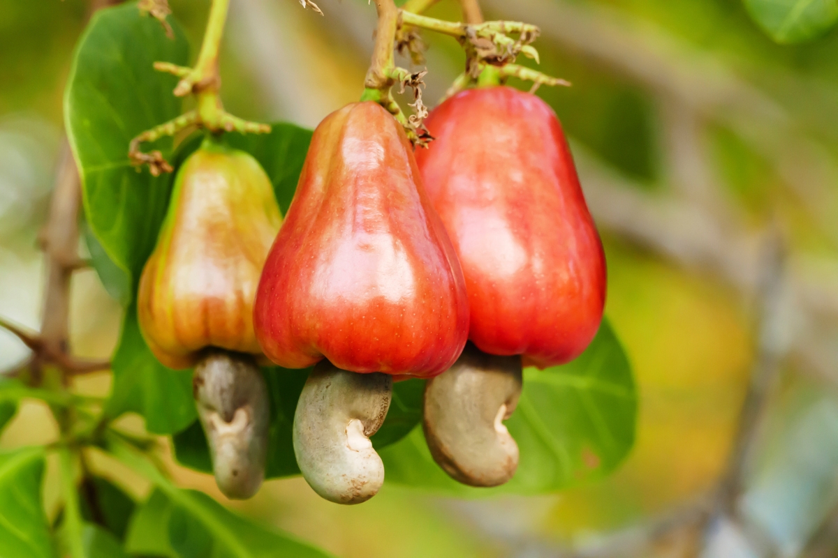cashew-apple