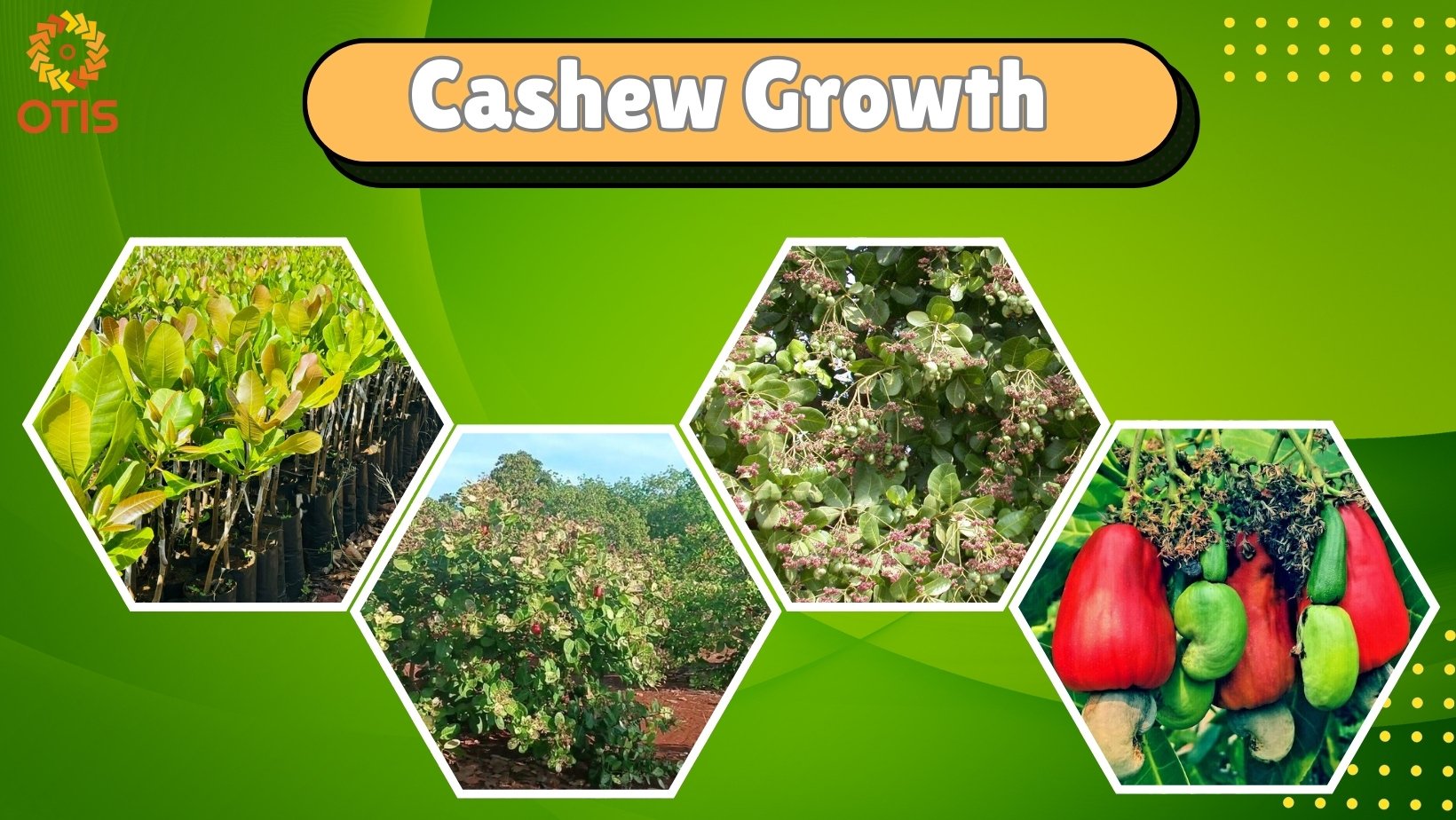 Can you eat the fruit of a cashew tree? All benefits OTIS BÌNH PHƯỚC