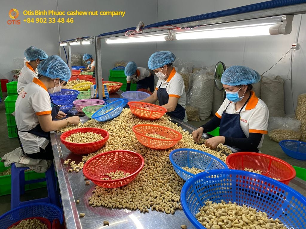 vietnam-cashew-manufacturer