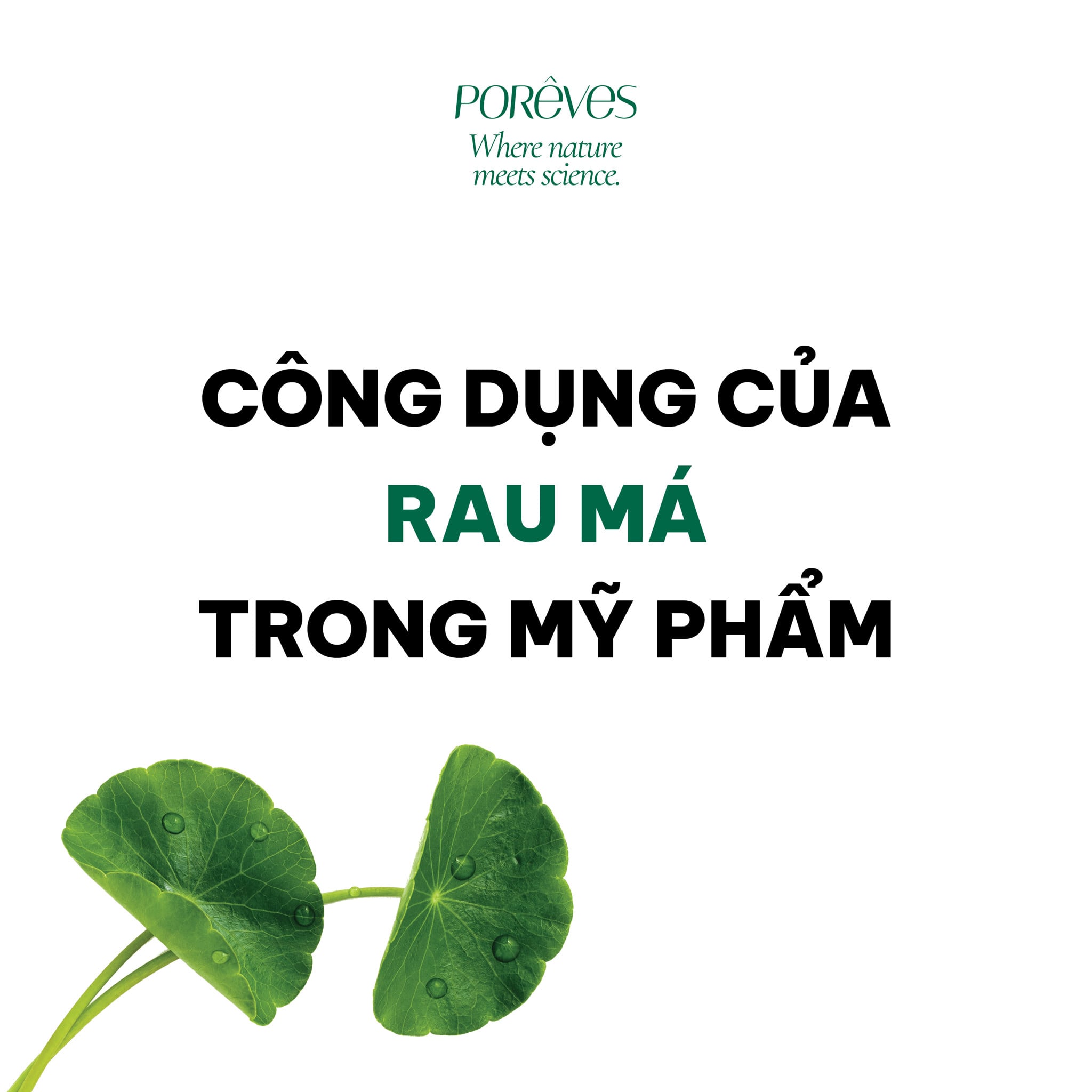 CÔNG DỤNG CỦA CHIẾT XUẤT RAU MÁ TRONG CHĂM SÓC DA