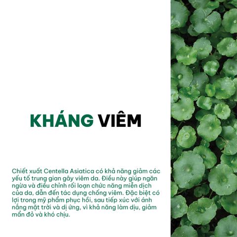 Công dụng của rau má trong dưỡng da