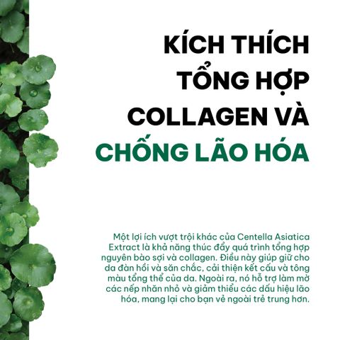 Công dụng của rau má trong dưỡng da
