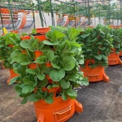 THÁP TRỒNG RAU SÂN THƯỢNG – GIẢI PHÁP TRỒNG RAU SẠCH CHO MỌI GIA ĐÌNH