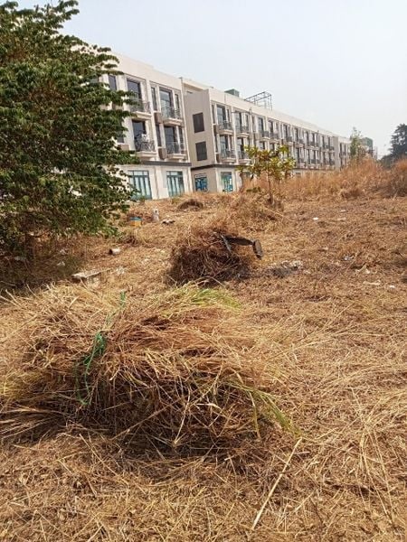 Dịch Vụ Cắt Cỏ – Phát Hoang Quận 6 TP.HCM | Thành Phố Xanh Chuyên Nghiệp