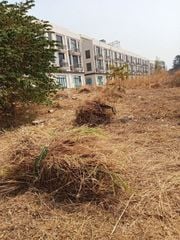 Dịch Vụ Cắt Cỏ – Phát Hoang Quận 6 TP.HCM | Thành Phố Xanh Chuyên Nghiệp