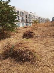 Dịch Vụ Cắt Cỏ – Phát Hoang Quận 3 TP.HCM | Thành Phố Xanh Chuyên Nghiệp