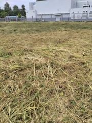 Dịch Vụ Cắt Cỏ – Phát Hoang Quận 5 TP.HCM | Thành Phố Xanh Chuyên Nghiệp